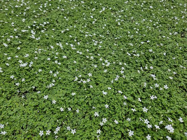 Isotoma fluviatilis 'Alba'- ↕10-25cm - Ø9cm - 12x  BotanicBridge