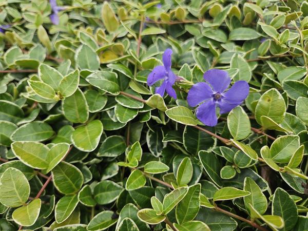 Vinca minor 'Ralph Shugert' - ↕10-25cm - Ø9cm - 6x  BotanicBridge