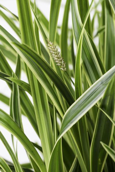 3x - Carex morrowii 'Ice Dance' - ↨30cm - Ø14  BotanicBridge