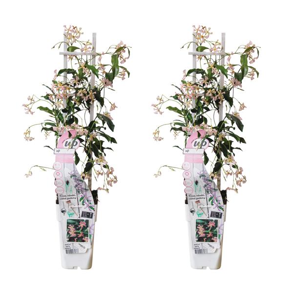 2x - Trachelospermum 'Star of Ibiza' - ↨65cm - Ø15  BotanicBridge