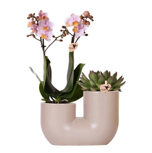 Kolibri Orchids | Set van roze orchidee Andorra en Succulent in Tube sierpot Sand - potmaat Ø9cm | bloeiende kamerplant - vers van de kweker  BotanicBridge