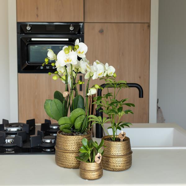 Kolibri Home | Groove bloempot - Gouden keramieken sierpot - potmaat - Ø12cm  BotanicBridge