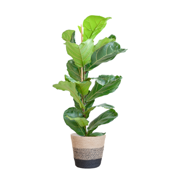 Ficus Lyrata met Mand Lissabon zwart - 80cm - Ø21  BotanicBridge