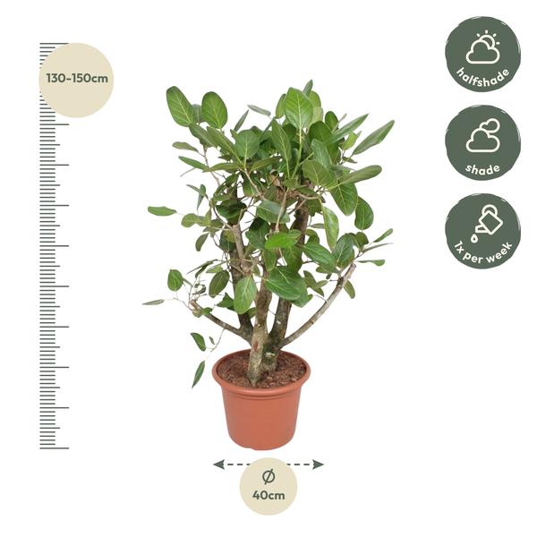 Ficus Benghalensis vertakt - 140 cm - ø40  BotanicBridge