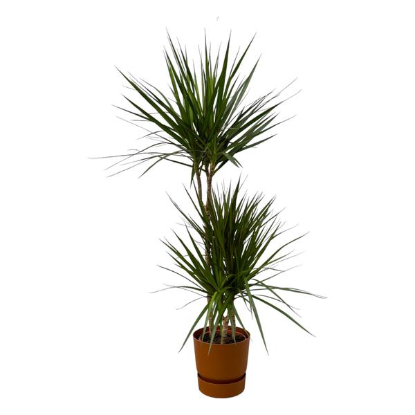 Dracaena Marginata - ↨120cm - Ø21cm inclusief elho Greenville Round bruin D24xH23  BotanicBridge