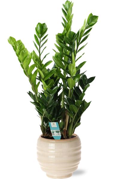 Zamioculcas - Ø21cm - ↕100cm + Dalmine Pot D22x20cm - Wit  BotanicBridge