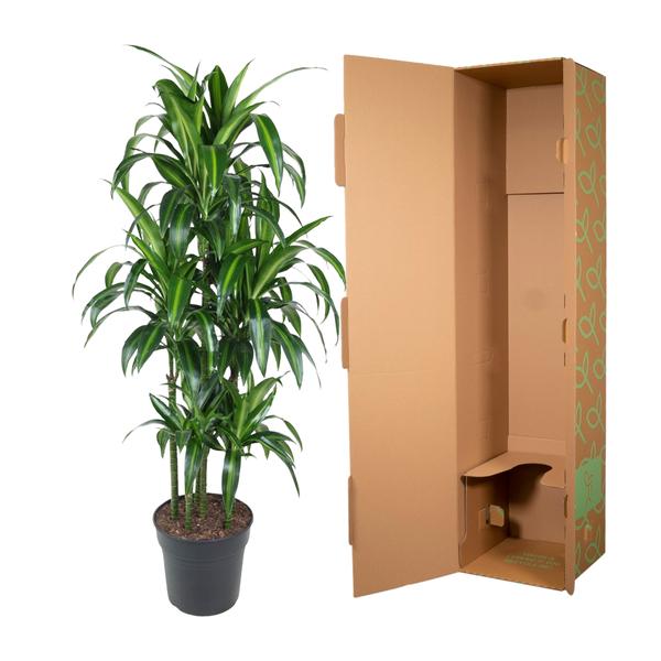 Dracaena Hawaiiana Carrousel - 150 cm - ø31  BotanicBridge