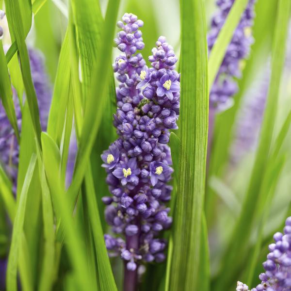 Liriope muscari 'Big Blue' - ↕10-25cm - Ø9cm - 20x  BotanicBridge