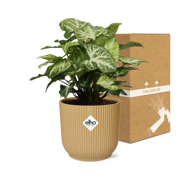 Syngonium Arrow in ELHO Vibes Fold 14cm geel  BotanicBridge