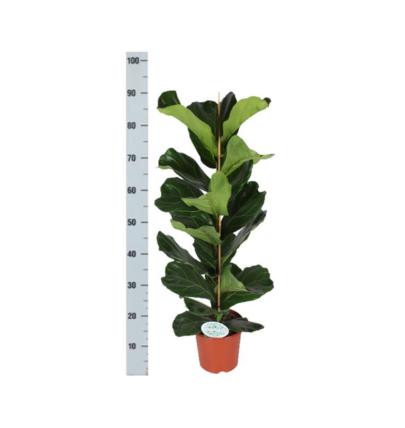 Ficus Lyrata - Ø21cm - ↕90cm in Vibes WIT pot  BotanicBridge