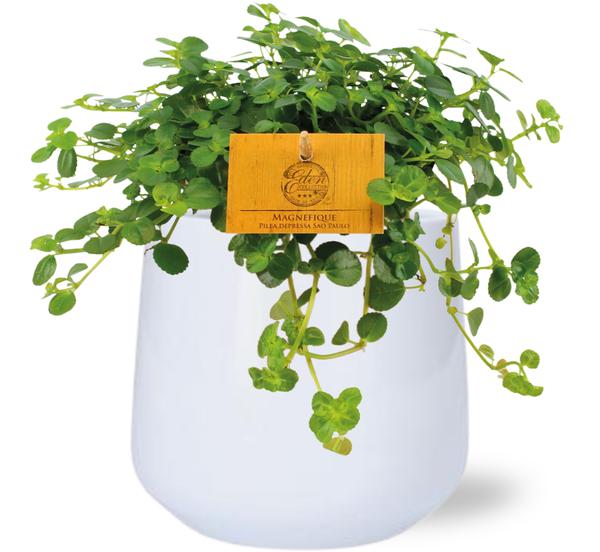 Pilea Depressa Sao Paulo - Ø12cm - ↕20cm + Puglia Pot D13/14,5x13,5cm - Wit  BotanicBridge