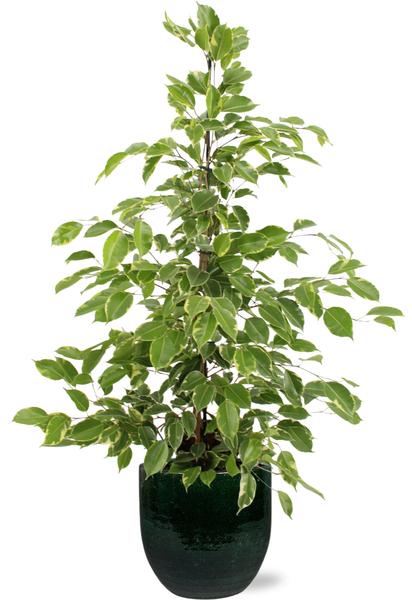 Ficus benjamina Goldenking - Ø21cm - ↕95cm + Jolin Pot D24x23cm - Groen  BotanicBridge