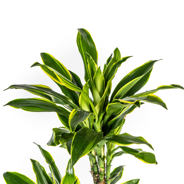 Dracaena Fragrans Golden Coast Ø24cm - ↕140cm  BotanicBridge