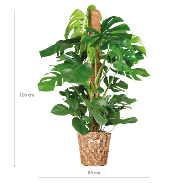 Monstera Deliciosa XL met Torun mand - 120cm - Ø24  BotanicBridge