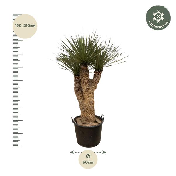 Yucca Rostrata Hidra - 200 cm - ø60  BotanicBridge