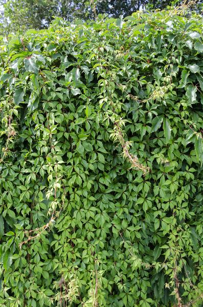 Parthenocissus q. var. 'Engelmannii' - Ø15cm - ↕65cm  BotanicBridge