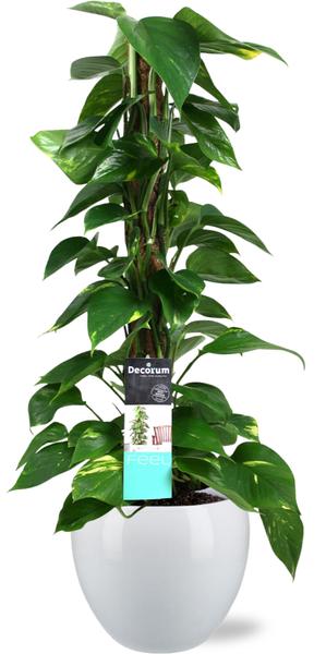 Epipremnum Mosstok - Ø19cm - ↕80cm + Bowl Pot D19/21x18.5cm - Wit  BotanicBridge