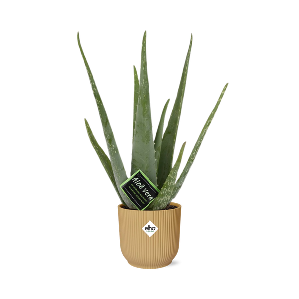 Aloe Vera 12cm in ELHO Vibes Fold 14cm geel  BotanicBridge