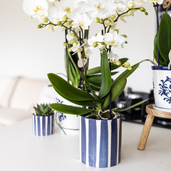 Kolibri Home | Painted stripe  - Blue - Ø9cm  BotanicBridge