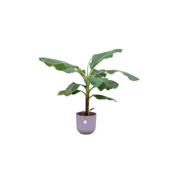 Combi deal - Bananenplant (Musa) inclusief elho Jazz Round lila Ø23 - 100 cm  BotanicBridge