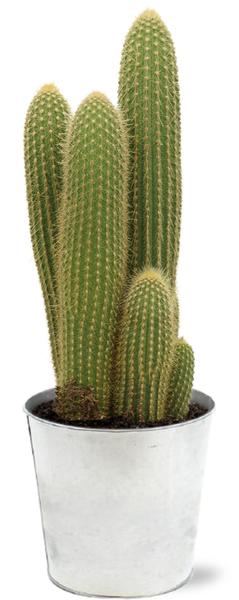 Vatricania Guentheri - Ø21cm - ↕55cm + Pot D22,5x21cm - Zink  BotanicBridge