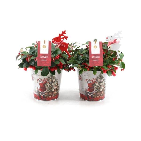 Gaultheria Pr. 'Big Berry' in Zinc Santa + Reindeer - 2 stuks - Ø14cm - ↕18cm  BotanicBridge