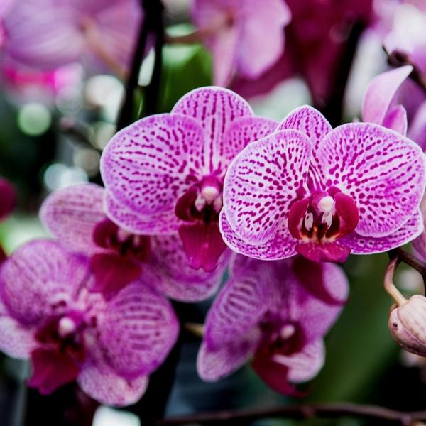 Culvita - Orchidee grond 5 liter - potgrond geschikt voor Orchidee  BotanicBridge