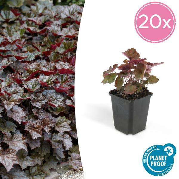 Heuchera mic. 'Palace Purple' - ↕10-25cm - Ø9cm - 20x  BotanicBridge