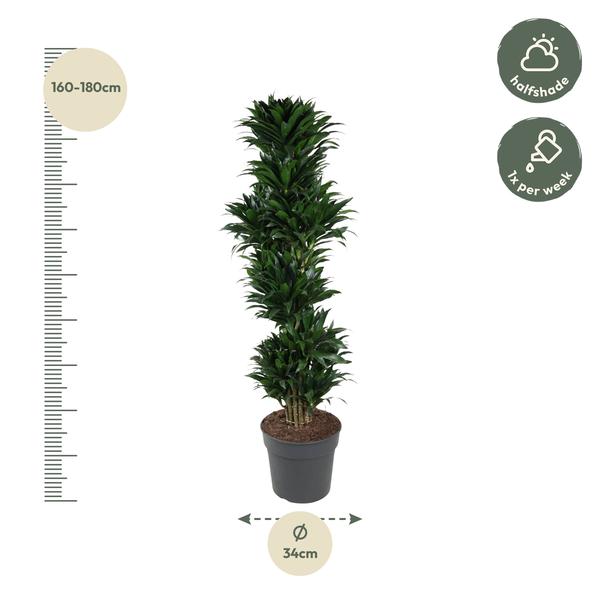 Dracaena Compacta vertakt - 170 cm - ø34  BotanicBridge