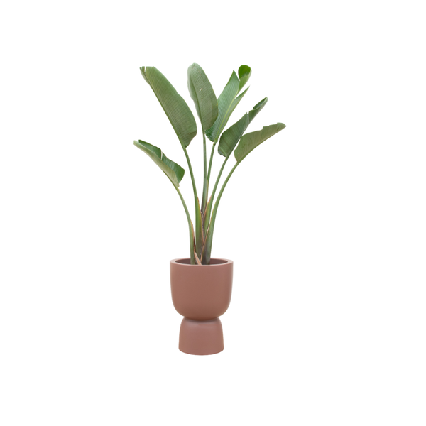 Combi deal - Strelitzia Augusta inclusief elho Pure Coupe bruin Ø41 - 210 cm  BotanicBridge