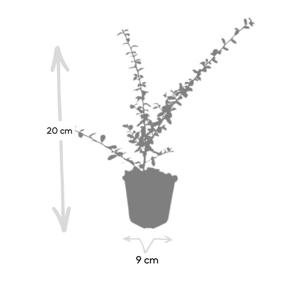 Cotoneaster suec. 'Coral Beauty' - ↕10-25cm - Ø9cm - 20x  BotanicBridge