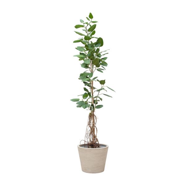 Ficus Benghalensis Audrey Op Stam Met Hangende Wortels - 220cm - ø45  BotanicBridge