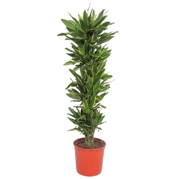 Dracaena Golden Coast - 200 cm - ø34  BotanicBridge