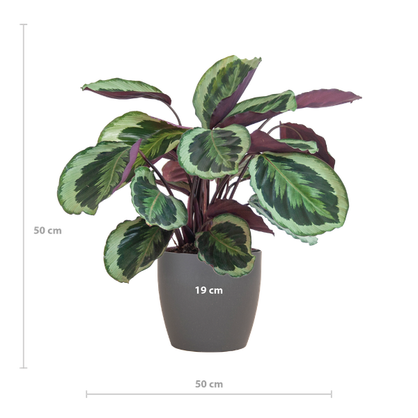 Calathea Medaillon met Viber grijs - 65cm - Ø19  BotanicBridge