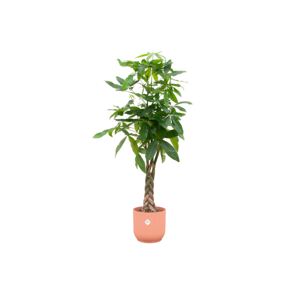 Combi deal - Pachira Aquatica inclusief elho Vibes Fold Round roze Ø30 - 150 cm  BotanicBridge