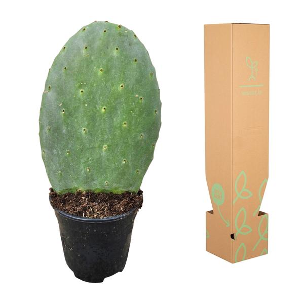 Opuntia Cactus - 40 cm - Ø17cm  BotanicBridge