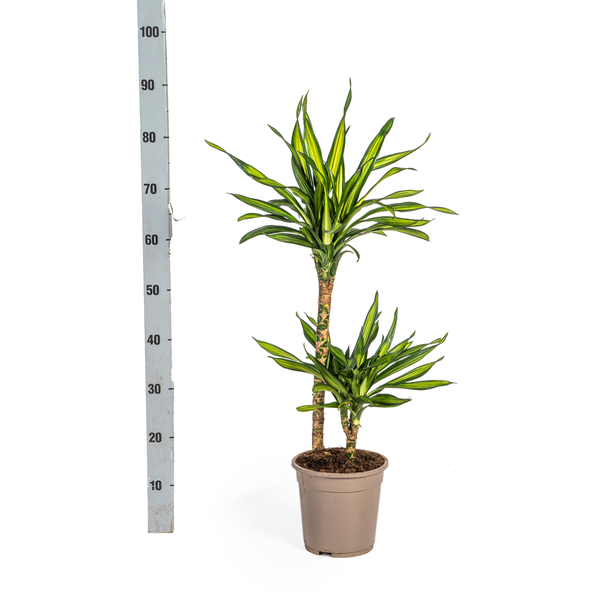 Dracaena Deremensis Rikki Ø19cm - ↕80cm  BotanicBridge