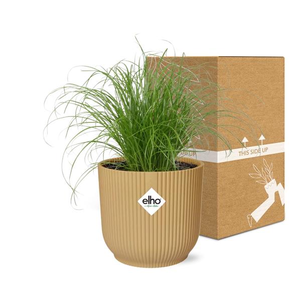 Cyperus Alternifolius Zumula in ELHO Vibes Fold 14cm geel  BotanicBridge