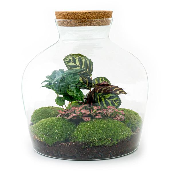 DIY terrarium - Fat Joe Coffea - ↕ 30 cm - Rake + Shovel + Tweezer + Scissors  BotanicBridge