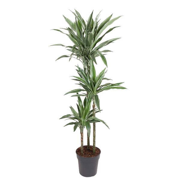 Dracaena Warneckei - 140 cm - ø27  BotanicBridge