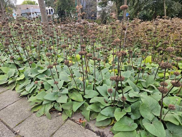 Phlomis russeliana - ↕10-25cm - Ø9cm - 12x  BotanicBridge