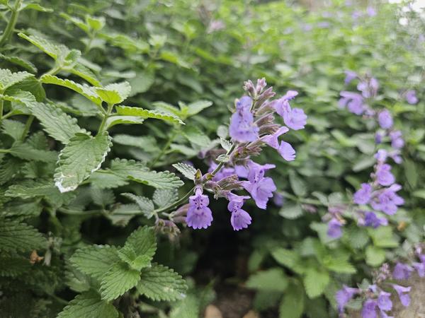 Nepeta 'Walker's Low' - ↕10-25cm - Ø9cm - 6x  BotanicBridge