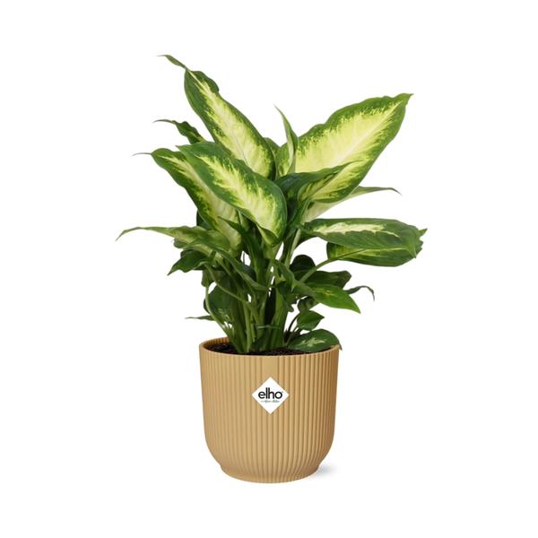 Dieffenbachia ‘Camilla’ in ELHO Vibes Fold 14cm geel  BotanicBridge