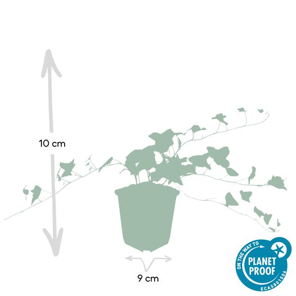 Hedera helix 'Glacier' - ↕10-25cm - Ø9cm - 6x  BotanicBridge