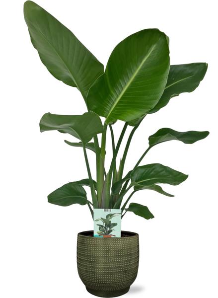 Strelitzia Nicolai - Ø19cm - ↕90cm + Lykke Pot D21x20cm - Groen  BotanicBridge