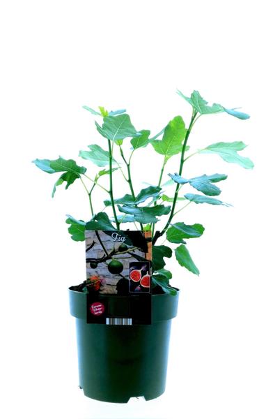 Ficus Carica Bornholm - Ø19cm - ↕50cm  BotanicBridge