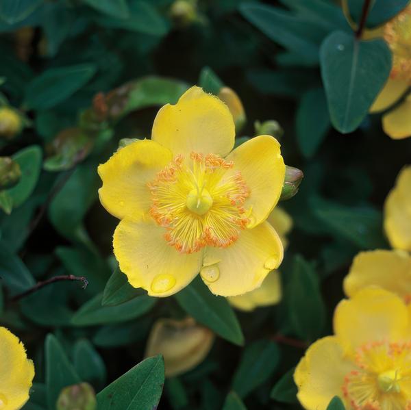 Hypericum calycinum - ↕10-25cm - Ø9cm  - 12x  BotanicBridge