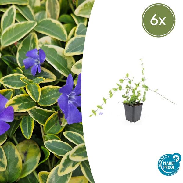 Vinca minor 'Blue and Gold' - ↕10-25cm - Ø9cm - 6x  BotanicBridge