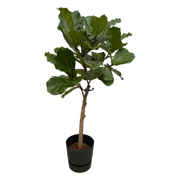 Ficus Lyrata stam inclusief elho Greenville Round zwart - 160 cm - Ø30  BotanicBridge