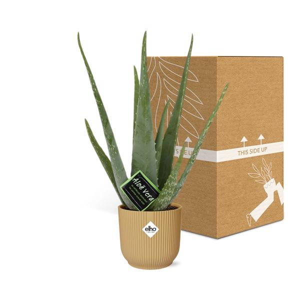 Aloe Vera 12cm in ELHO Vibes Fold 14cm geel  BotanicBridge